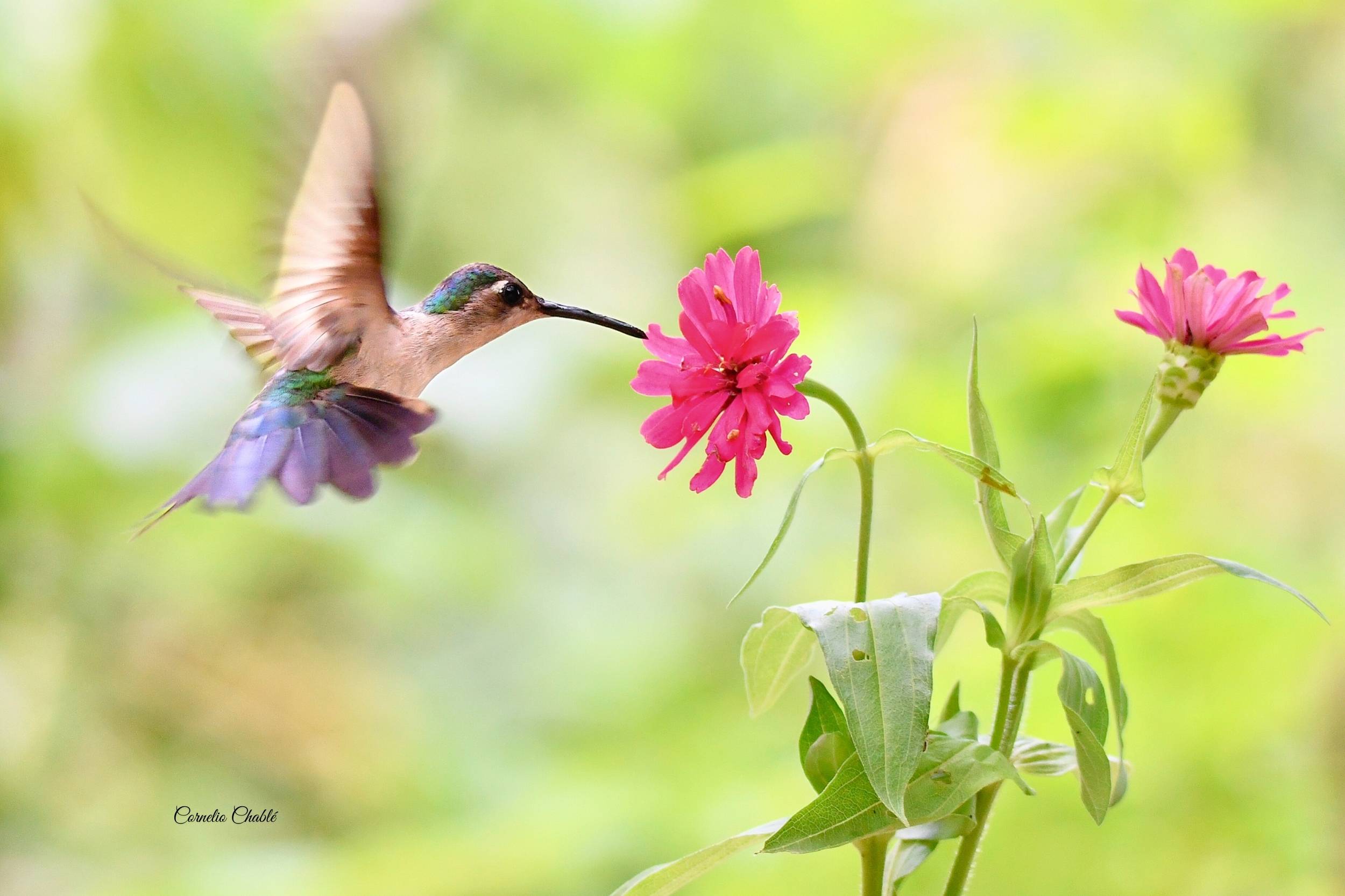 El Wedge-Tailed Sabrewing En Su Hogar Natural